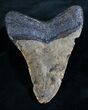 Megalodon Tooth From North Carolina #7943-2